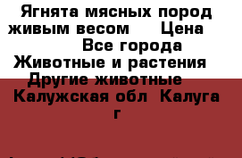 Ягнята мясных пород живым весом.  › Цена ­ 125 - Все города Животные и растения » Другие животные   . Калужская обл.,Калуга г.